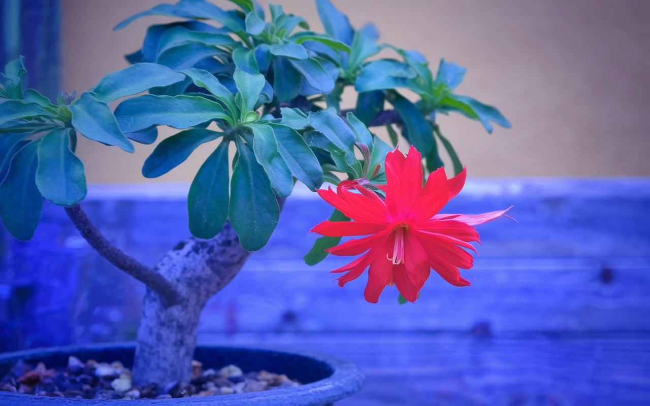 assurance-vie-investissement-placement-rentabilite